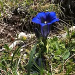 Appartement Isabelle Terra