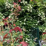 Isabelle Terra * 프레제거제