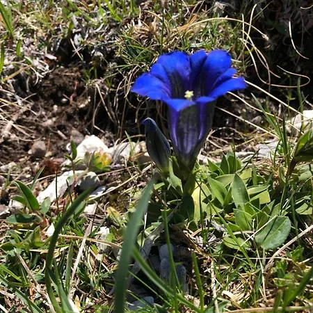 Apartment Isabelle Terra