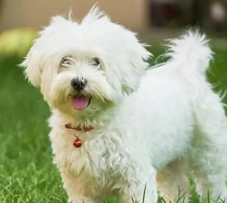 Isabelle Terra Presseggersee