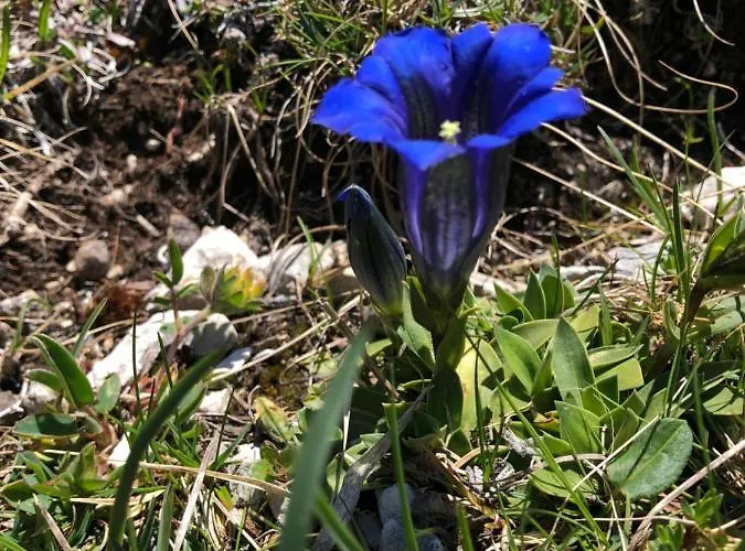 Apartamento Isabelle Terra